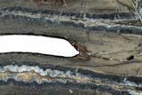Mammoth Molar Slice With Case - South Carolina #291074-2